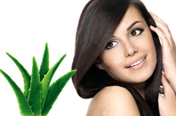 Aloé Vera para o Cabelo